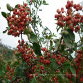 Chinese Wild Pepper, Pricklyash Peel, Food Condiments